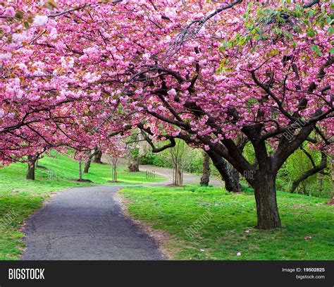 Cherry Blossom Path Stock Photo And Stock Images Bigstock