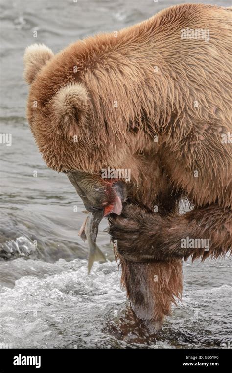 Grizzly Bear Catching And Eating Salmon At The Top Of A Waterfall