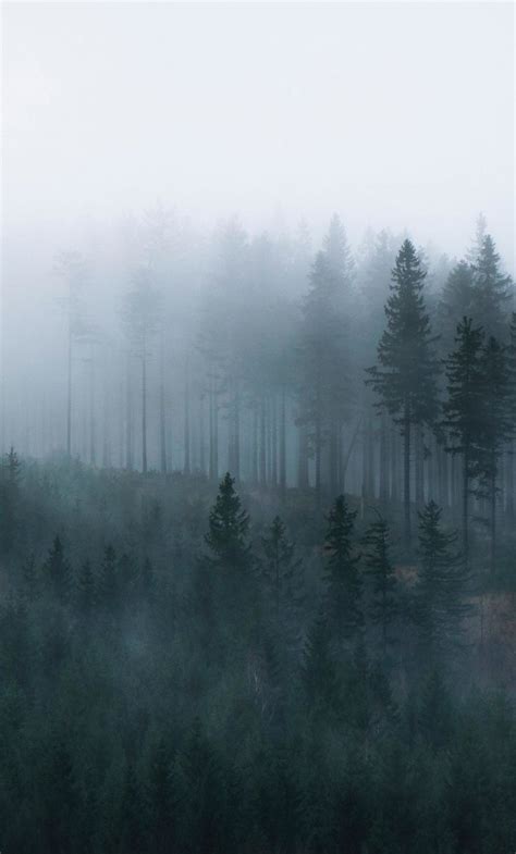 1280x2120 Mist Sunrise Forest Wallpaper Forest Wallpaper Landscape