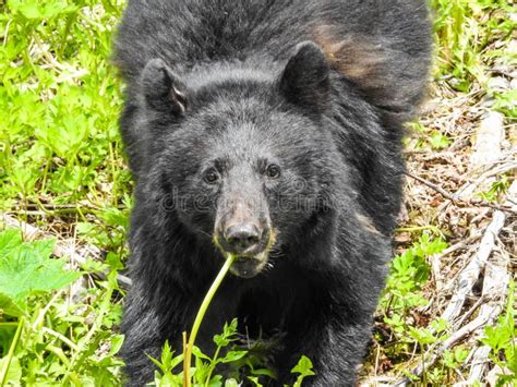 Black Bear Eating Dandelions In Alaska Stock Image Image Of Important