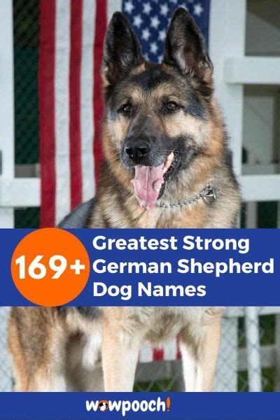 169 Greatest Strong German Shepherd Dog Names Wowpooch