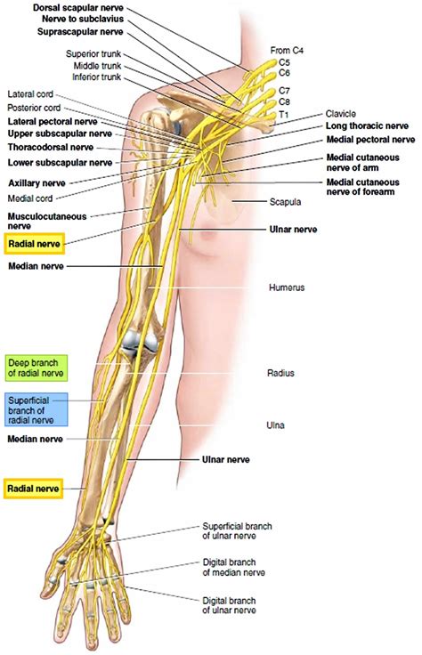 Radial Nerve Anatomy Radial Nerve Palsy And Radial Nerve Injury