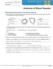 Review Sheet Anatomy Of Blood Vessels Anatomy Diagram Book My Xxx Hot