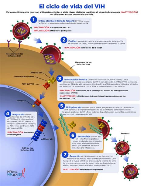 El Ciclo De Vida Del Vih Nih