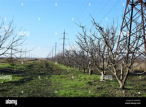 Winter Young Orchard Stock Photo Alamy