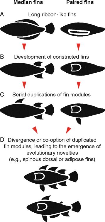 Hypothesized Scenario For The Evolution Of Median And Paired Fins Both