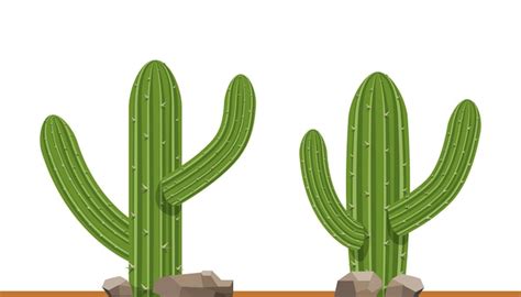Plantas De Cactus En La Ilustración De Fondo Blanco Conjunto De Cactus