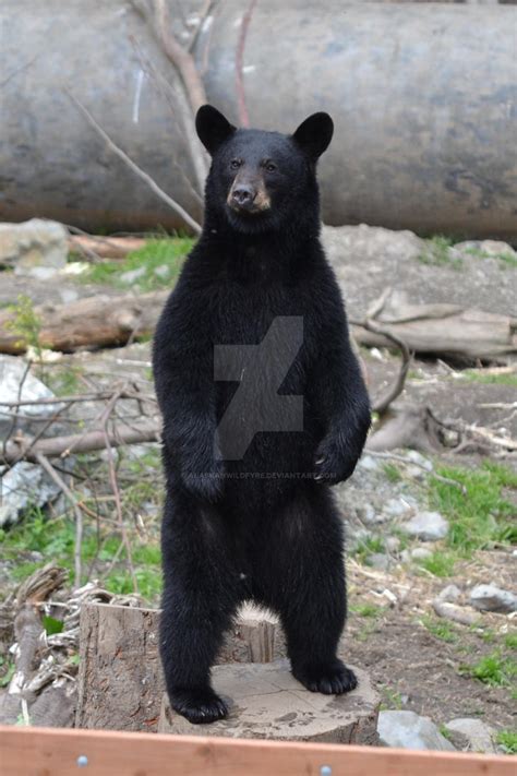 Young Black Bear By Alaskanwildfyre On Deviantart