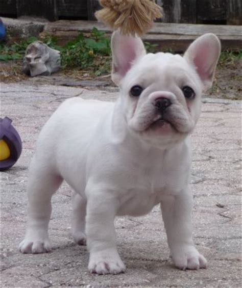 Are french bulldogs a smart breed? Availa-Bull Puppies