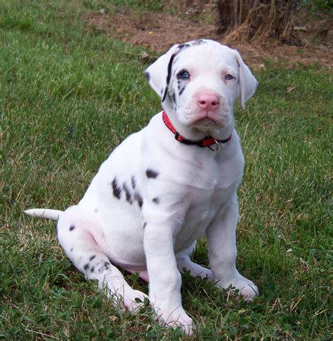 50 Very Cute Great Dane Puppy Images And Pictures
