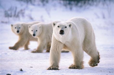 Psbattle This Gang Of Polar Bears Photoshopbattles