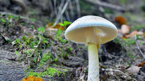 Death Cap Mushrooms Sicken 14 In California Fox News
