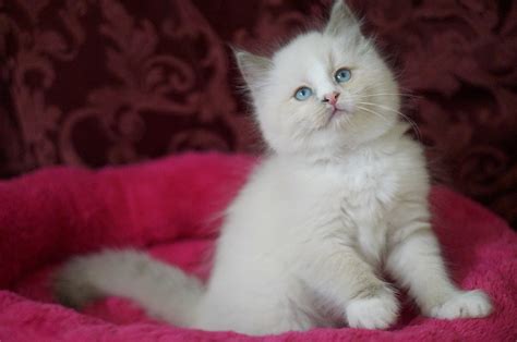 Adorable Blue Point Bicolor Ragdoll Kittens For Sale