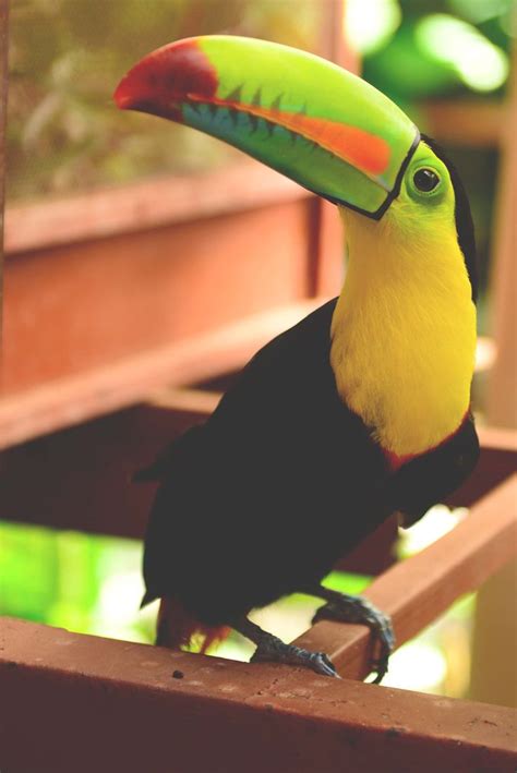 78 Images About Birds Of Paradise Parrots And Toucans On Pinterest