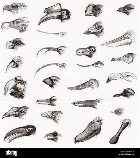 Bird Beaks And Comparison Hi Res Stock Photography And Images Alamy