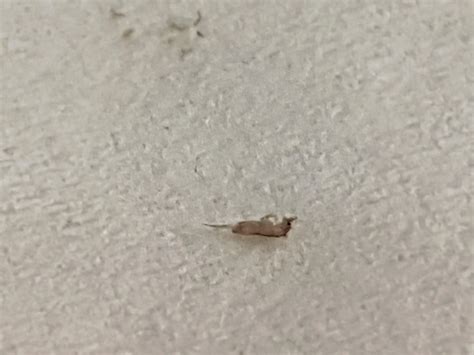 Kuwait For The Past Year I Have Seen These Tinyless Than 1mm 2mm