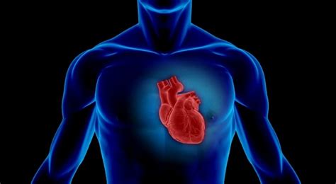 Refer to this article to understand the right oriented human organs and their functions. Man's Heart Rotates Inside His Body Following Motorcycle ...