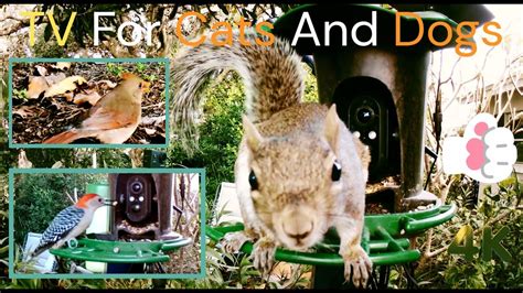 Actioncam Scenes From A Bird Feeder Bird And Squirrel Tv Tv For