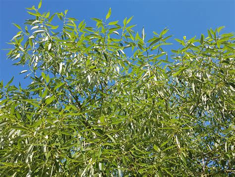 Diese in frankreich um 1815 entstandene form ist die allseits bekannte trauerweide. Salix Alba Tristis Wikipedia / Alba (white willow) and s. - Wirda's Update
