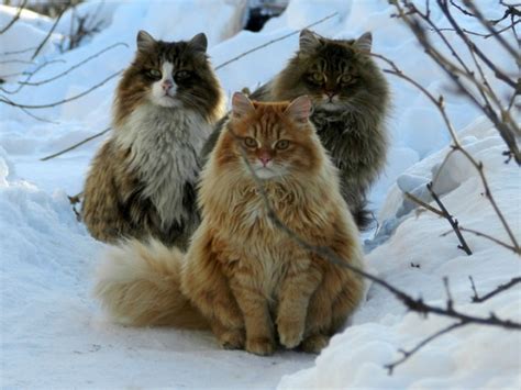 Millions Of Majestic Siberian Cats Live In Couples Farm Turned Catland