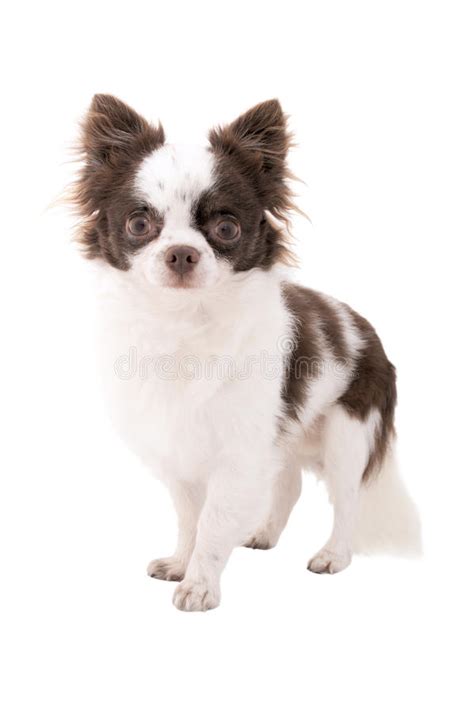 Bianco Con Il Cane Della Chihuahua Del Cioccolato Isolato Fotografia Stock Immagine Di Carino