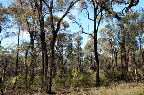 Ironbark4 0614 800×531 Friends Of The Box Ironbark Forests