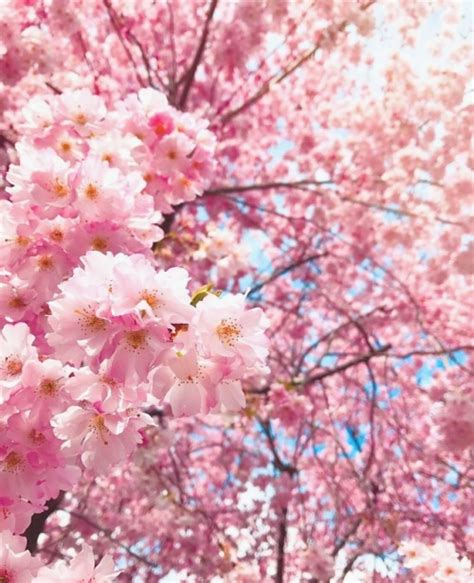Cherry Blossom Tree Aesthetic Tumblr