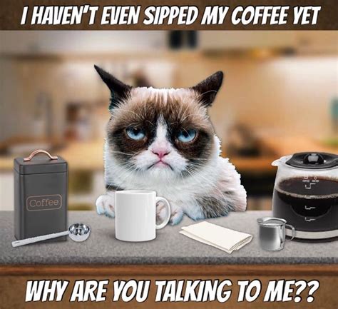 Grumpy Cat Coffee ☕️ Grumpy Cat Grumpy Cat Humor Cat Coffee