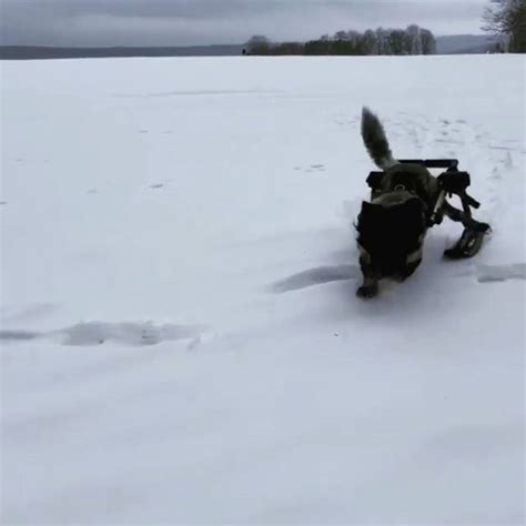 Little Dog In Wheelchair Gets Skis And Goes Crazy In Them Adorable