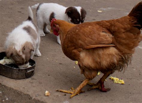 If You Can Train a Chicken, You Can Train Anything - Modern Farmer