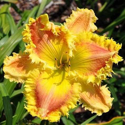 Image Result For Best Daylilies With Teeth Hardy Perennials Perennial