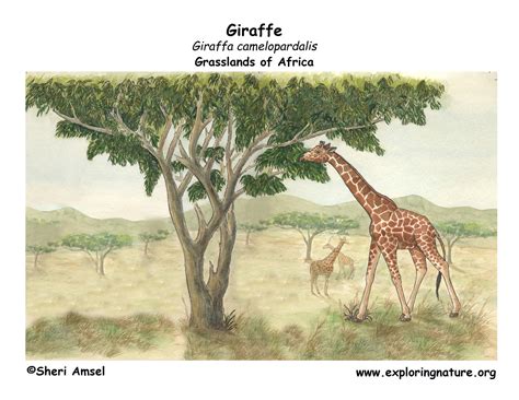 Giraffe Life Cycle Diagram Drivenhelios