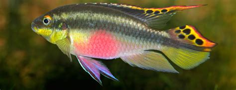 Kribensis Cichlid Fish Species Profile And Complete Care Guide