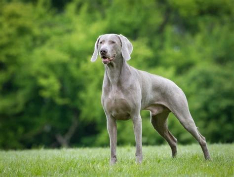 Weimaraner Dogs Breed Facts Information And Advice Pets4homes