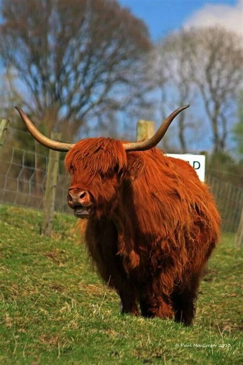 Beauty And A Beast Scottish Highland Cow Highland Cattle Highland Cow