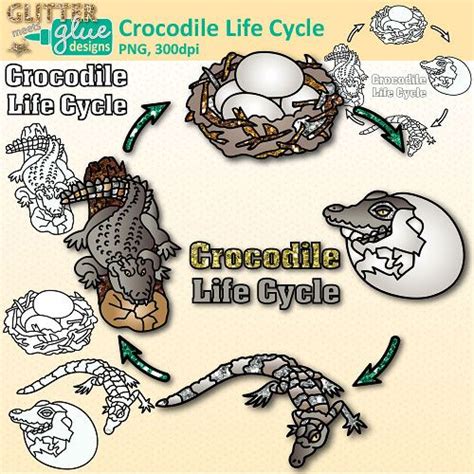 Life Cycle Of A Alligator National Geographic