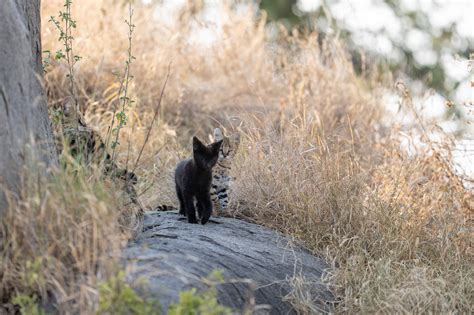 Melanistic Serval Kitten In The Serengeti Will Burrard Lucas Blog