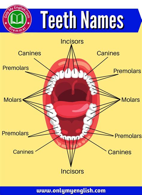 Teeth Names 4 Different Types Of Human Teeth Onlymyenglish Human