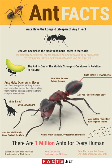 Top 15 Ant Facts Biology Lifespan Diet And More