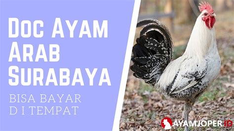 We did not find results for: Doc Ayam Arab Surabaya - YouTube