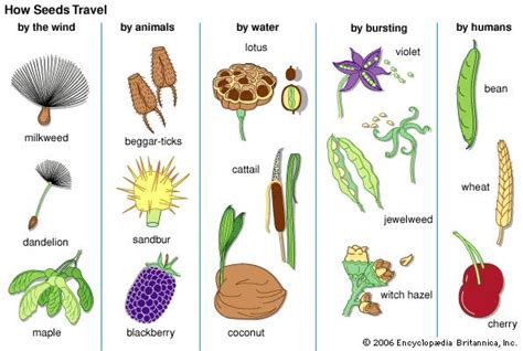 Seed Dispersal Botany