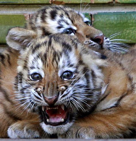 Meet The Adorable Rare Siberian Tiger Cubs Born At Romanian Zoo Daily