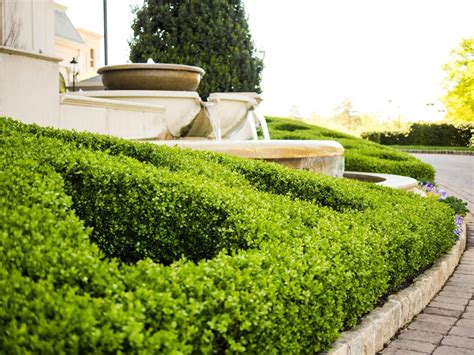 Boxwood Hedge How To Grow Where To Plant And Inspiration