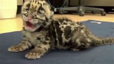 Baby Clouded Leopard Kitten Tampa Fl Youtube