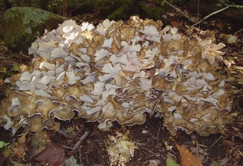 Hen Of The Woods Entire Fruiting Body Is Up To 60 Cm Wide Cream Brown