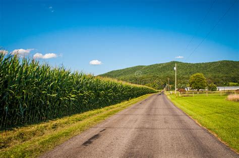 Corn Field Along A Country Road In The Rural Shenandoah Valley O Stock