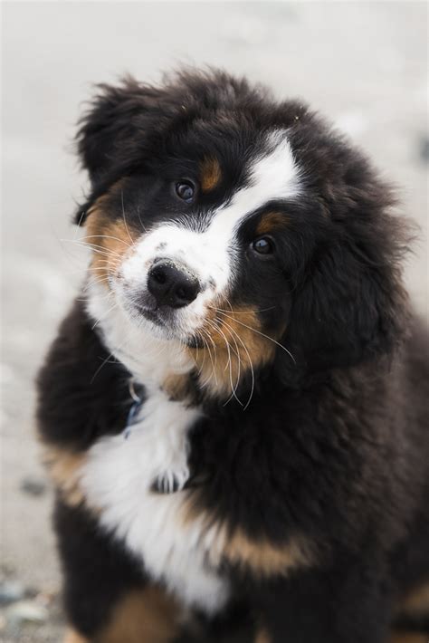 Puppy Love Brody The Bernese Mountain Dog Daily Dog Tagdaily Dog Tag