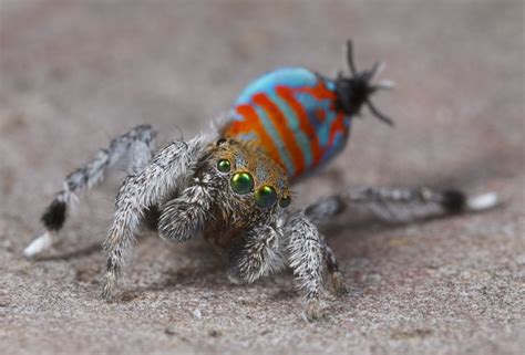 Two New Species Of Peacock Spiders Nicknamed Sparklemuffin And
