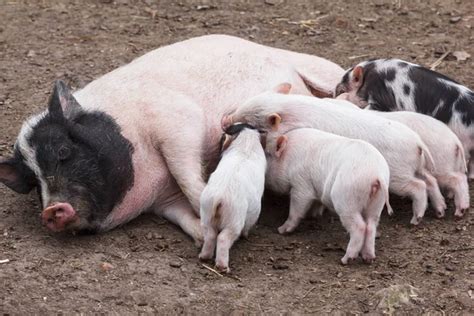 Fertile Sow And Piglets Stock Image Everypixel