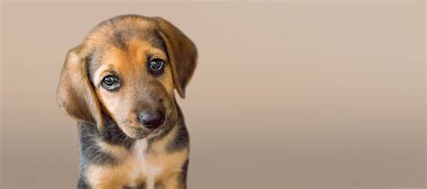 47500 Sad Puppy Stock Photos Pictures And Royalty Free Images Istock